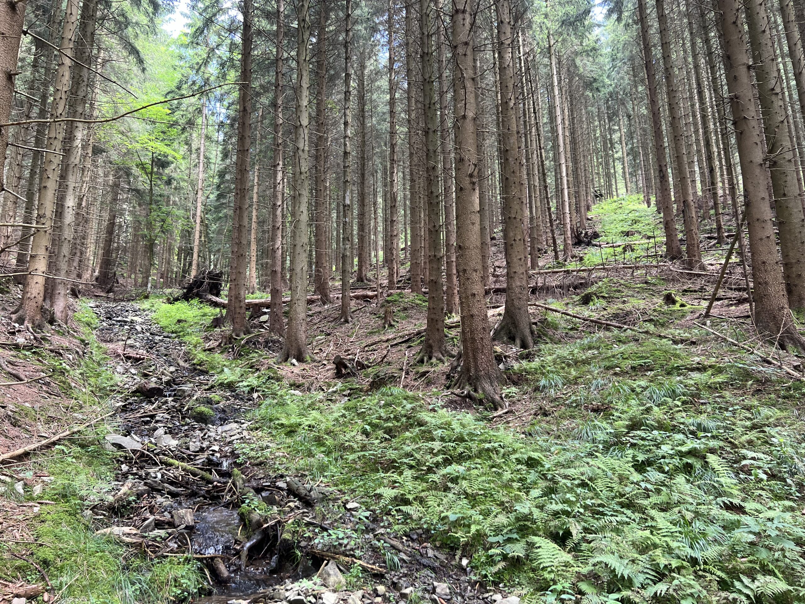 Nadelwald Sauerland oberes Hoppecker Tal